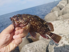 カサゴの釣果