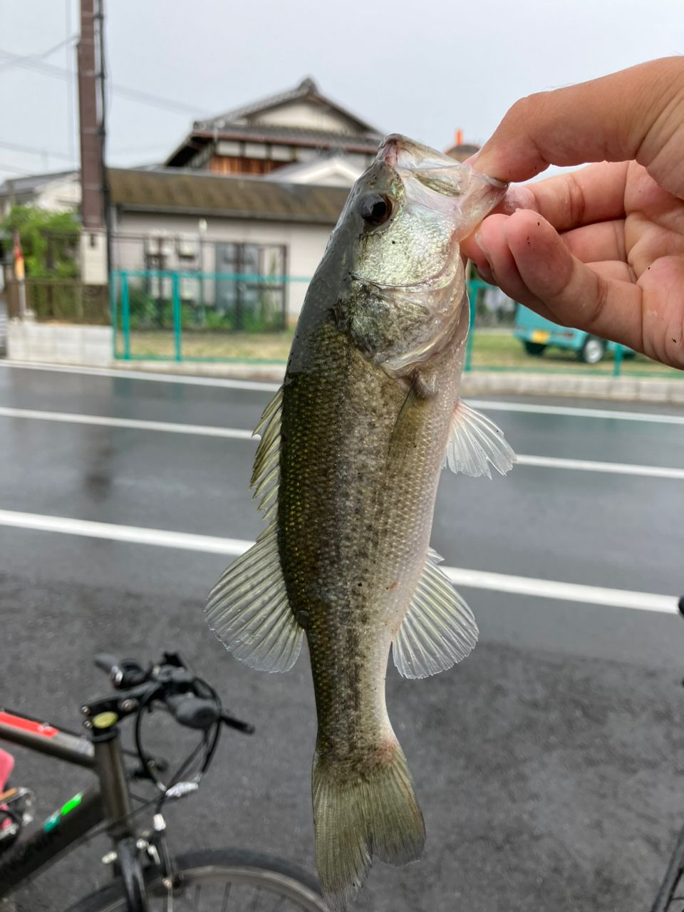 ブラックバス