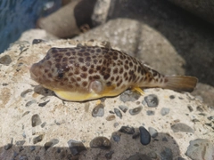 ショウサイフグの釣果