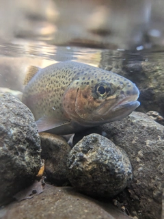 ニジマスの釣果