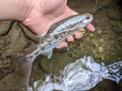 ヤマメの釣果