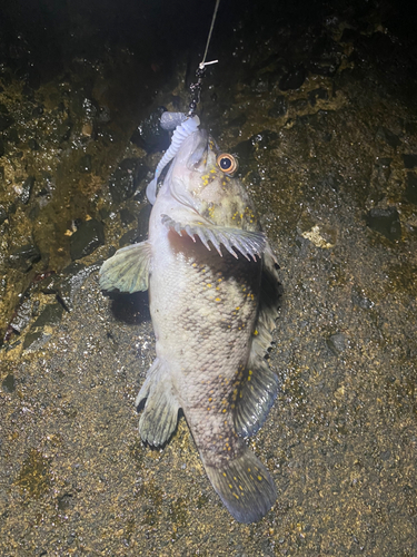 ムラソイの釣果