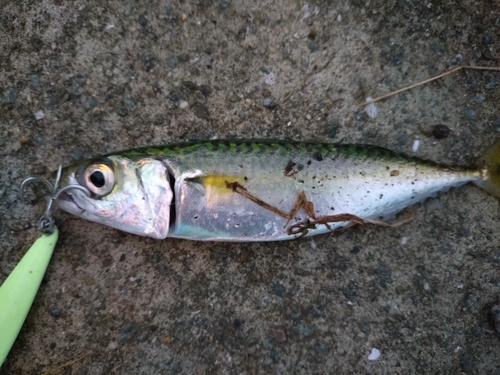 サバの釣果