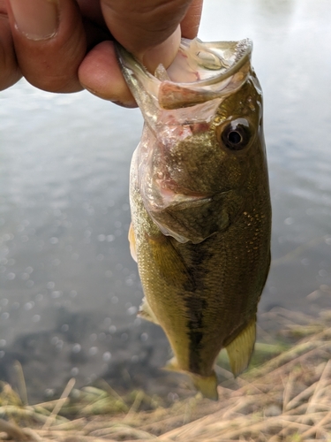 ニホンナマズの釣果