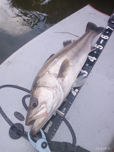 シーバスの釣果