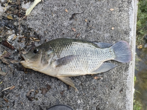 ティラピアの釣果