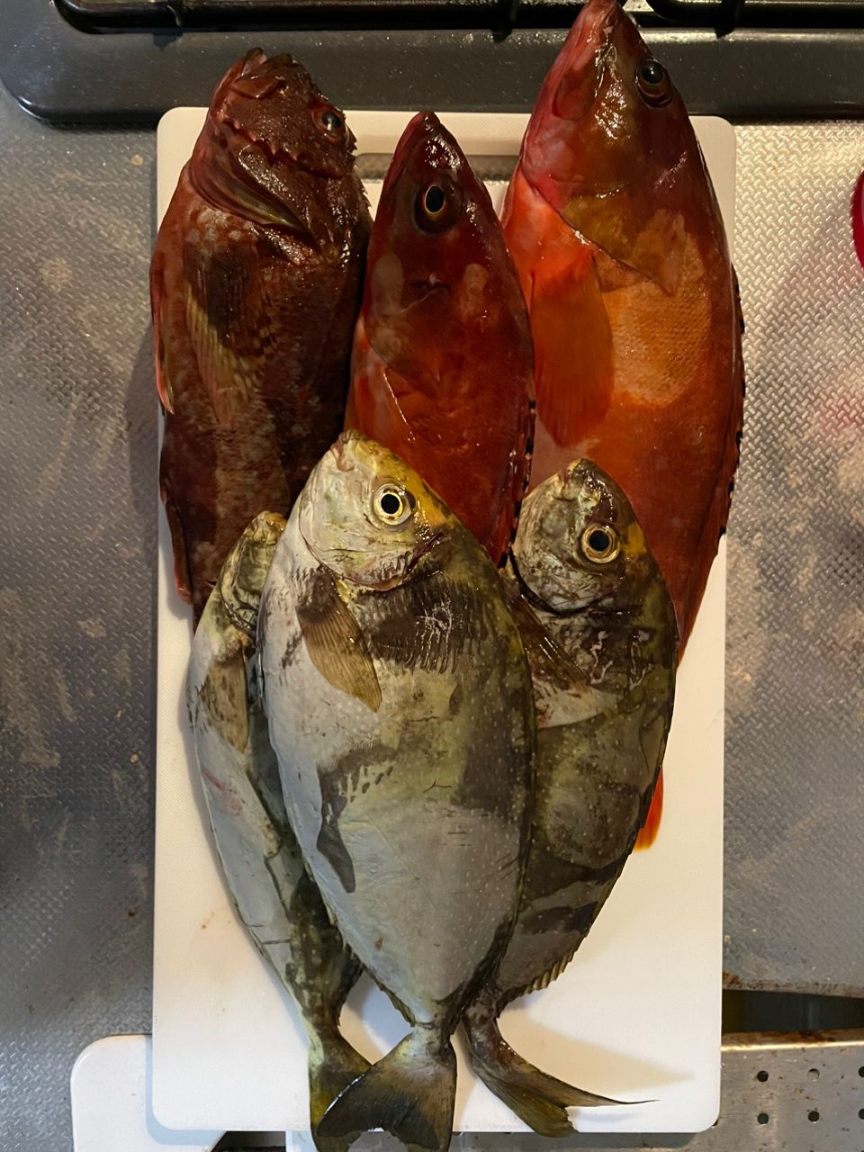 Ryo.Yさんの釣果 2枚目の画像