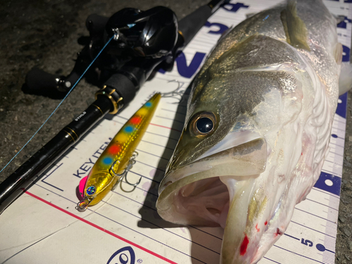 シーバスの釣果