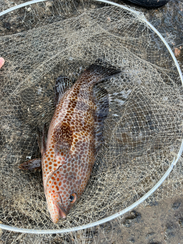 オオモンハタの釣果