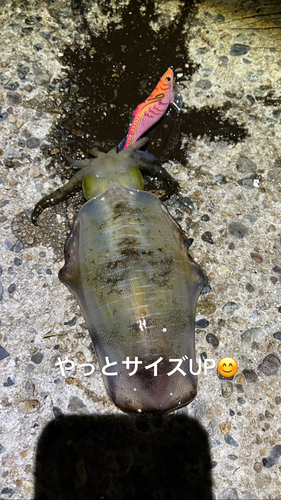 アオリイカの釣果