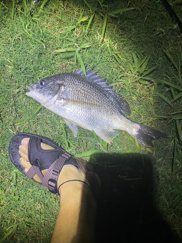 キビレの釣果