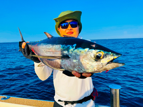 コシナガマグロの釣果