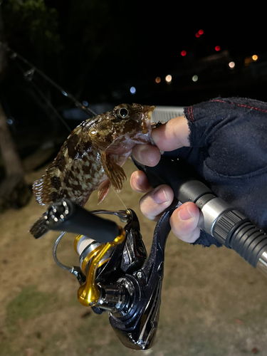 アラカブの釣果