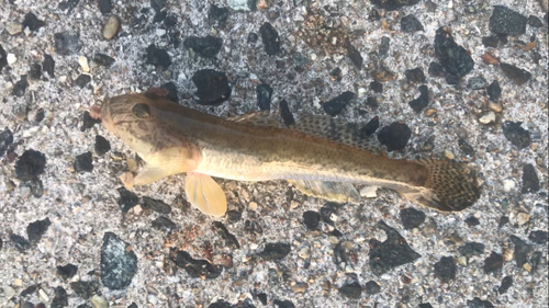 マハゼの釣果