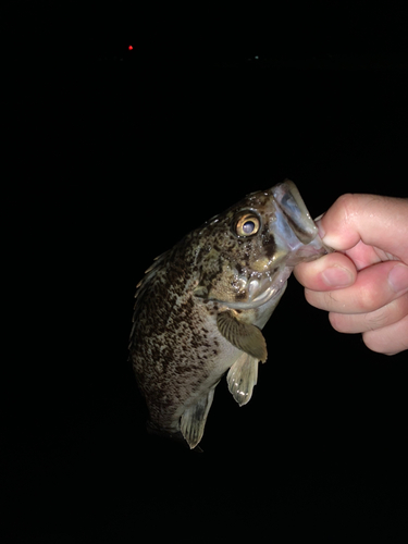 クロソイの釣果