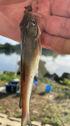 アメリカナマズの釣果