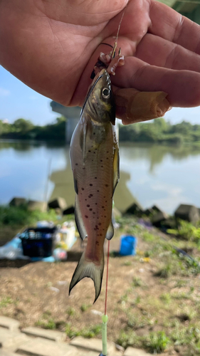 アメリカナマズの釣果