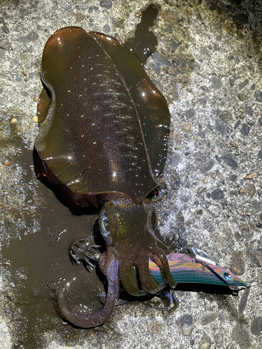 アオリイカの釣果