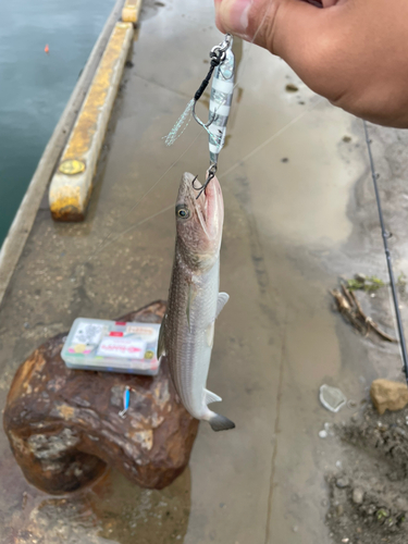 エソの釣果