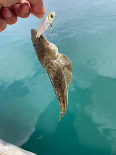 マゴチの釣果