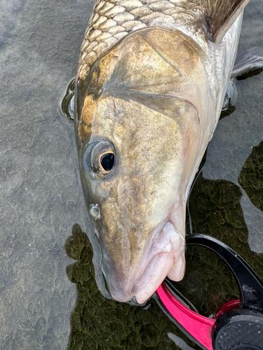 ニゴイの釣果