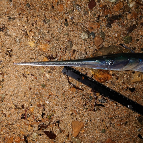 ダツの釣果