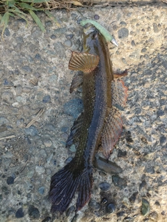 カワアナゴの釣果