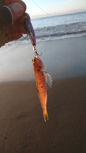 エソの釣果