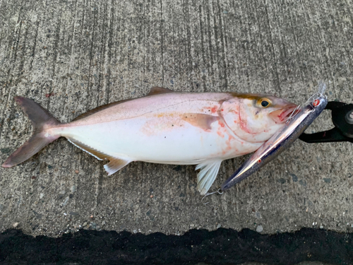 ショゴの釣果