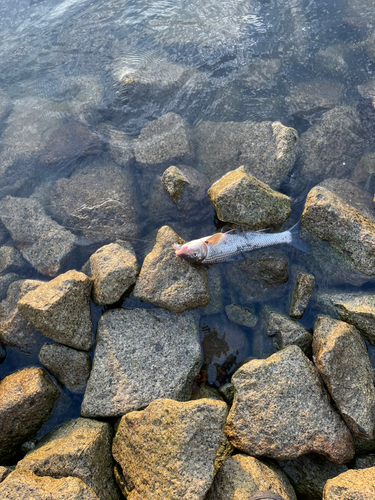 ニゴイの釣果