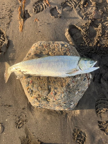 アキアジの釣果