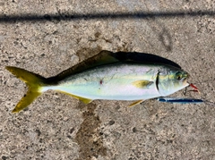 ショゴの釣果