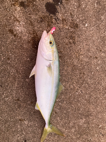 ワカシの釣果