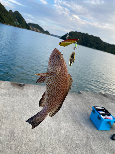 オオモンハタの釣果