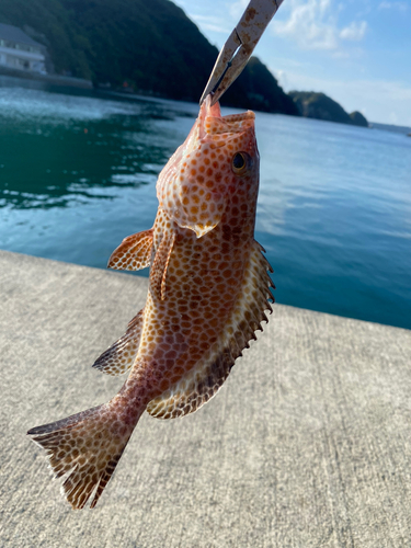 オオモンハタの釣果