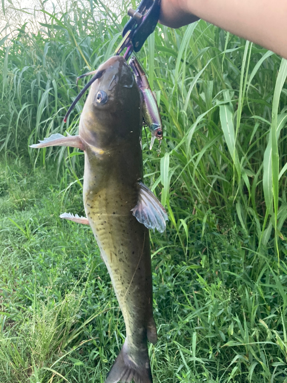 アメリカナマズ