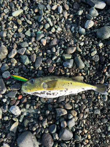 シロサバフグの釣果