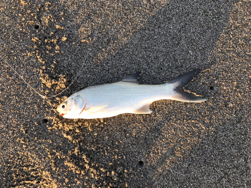 ツバメコノシロの釣果