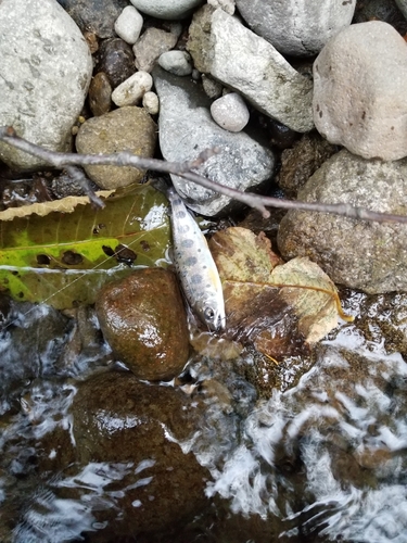 ヤマメの釣果