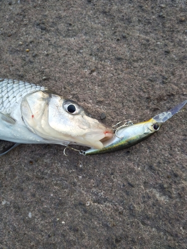 ニゴイの釣果