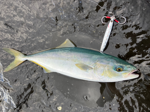 ワカシの釣果