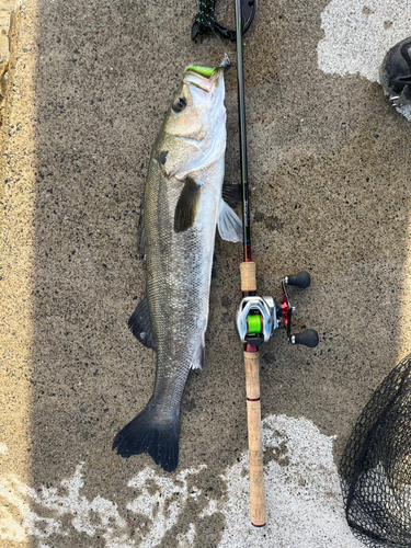 スズキの釣果