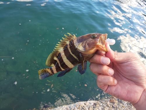 アオハタの釣果