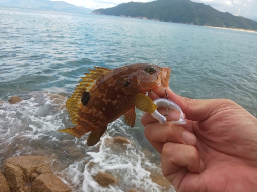 アコウの釣果