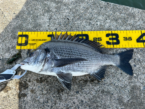 クロダイの釣果