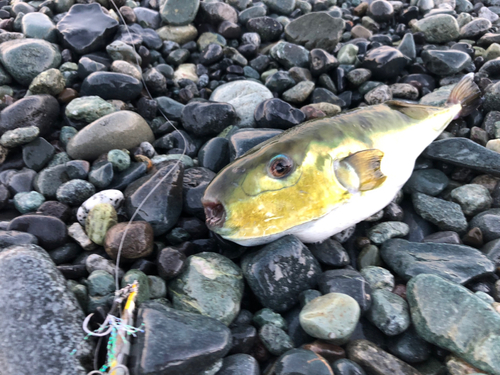 シロサバフグの釣果