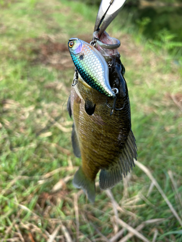 ブルーギルの釣果