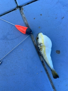 ショウサイフグの釣果