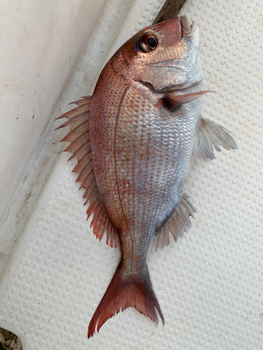 マダイの釣果