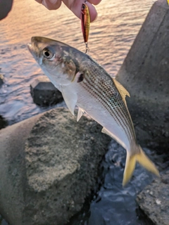 コノシロの釣果